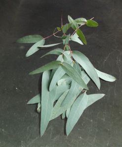 Foto von Eukalyptusblättern